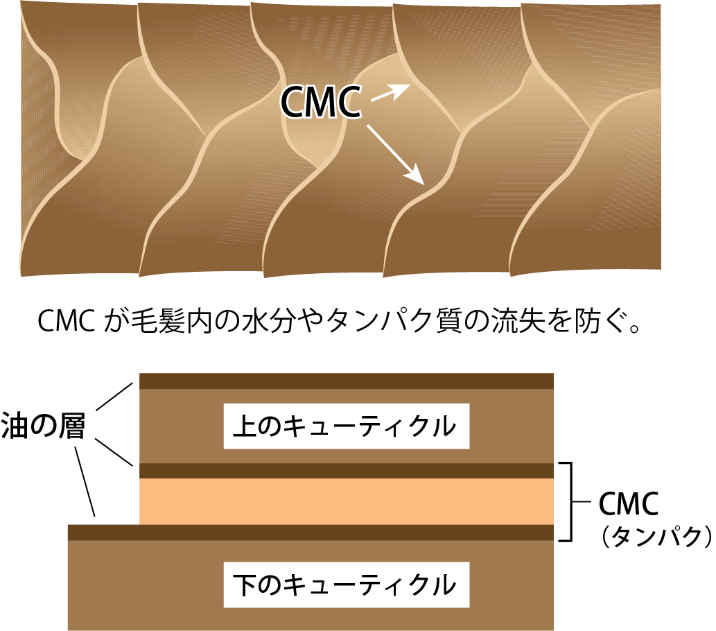 CMCが毛髪内の水分やタンパク質の流失を防ぐ