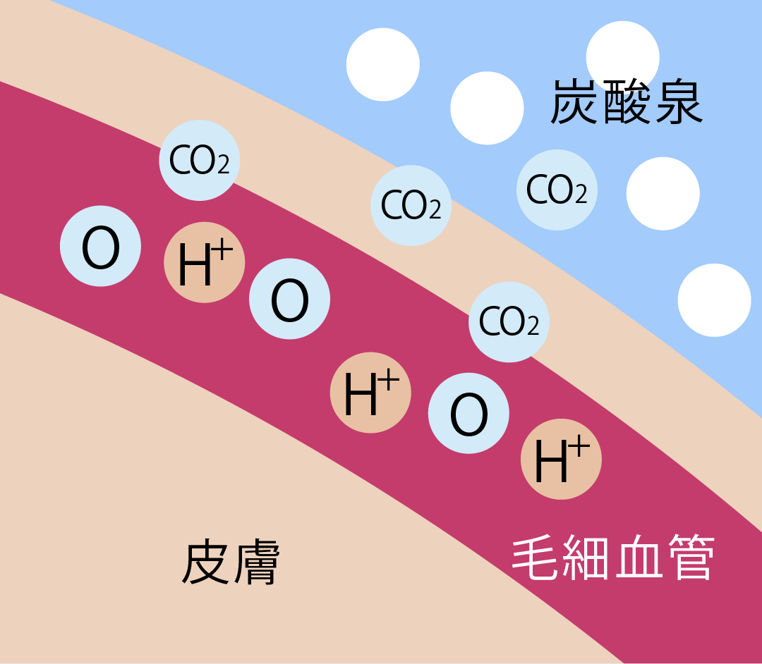 炭酸ガスが皮膚から毛細血管に浸透