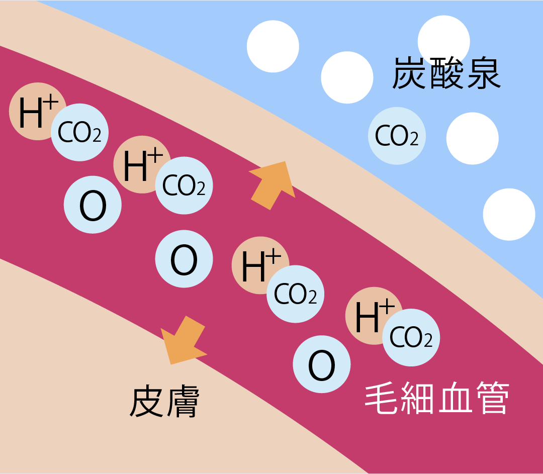 炭酸ガスを老廃物とみなして排出するために血管を広げることで酸素を取り込み、その結果、血流が活性化する